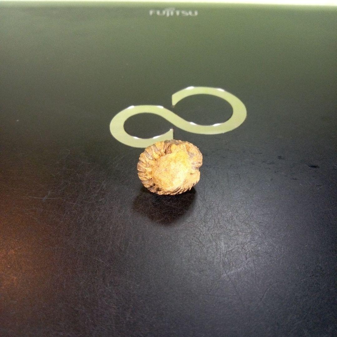 三葉虫　化石　fossil　ボリビア産　trilobite　Bolivia化石⑩