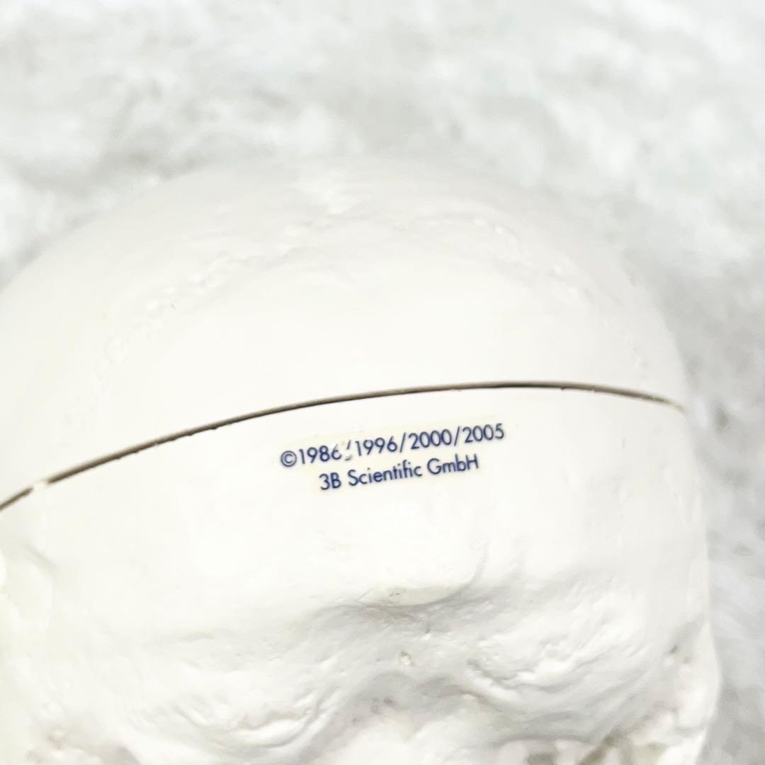 3B Scientific GmbH 頭蓋骨 模型 医学 骨標本 ドイツ製