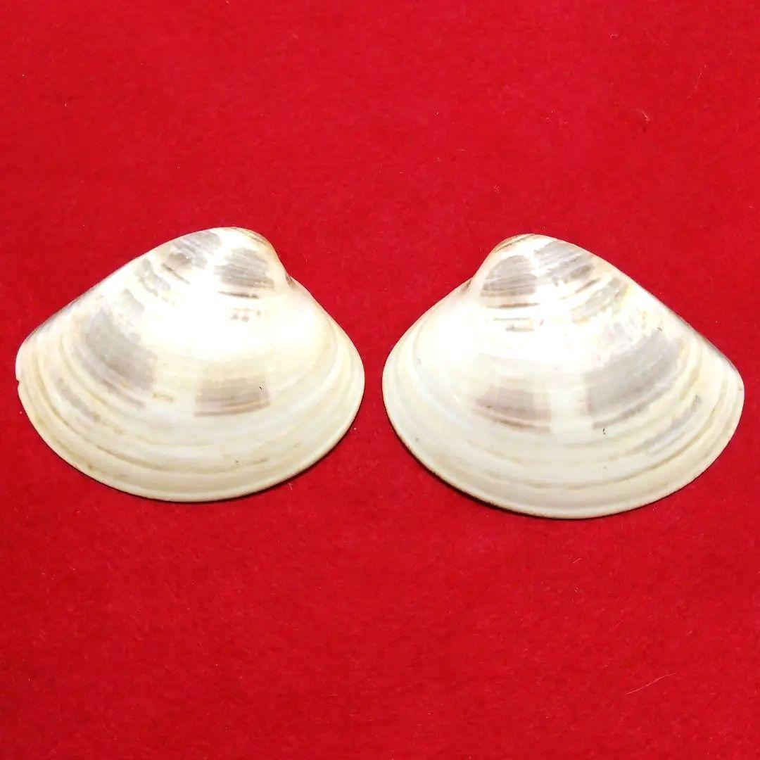 新品　紫式部　はまぐり　手描き　貝合わせ　7.5×6　桐板台　インテリア飾り