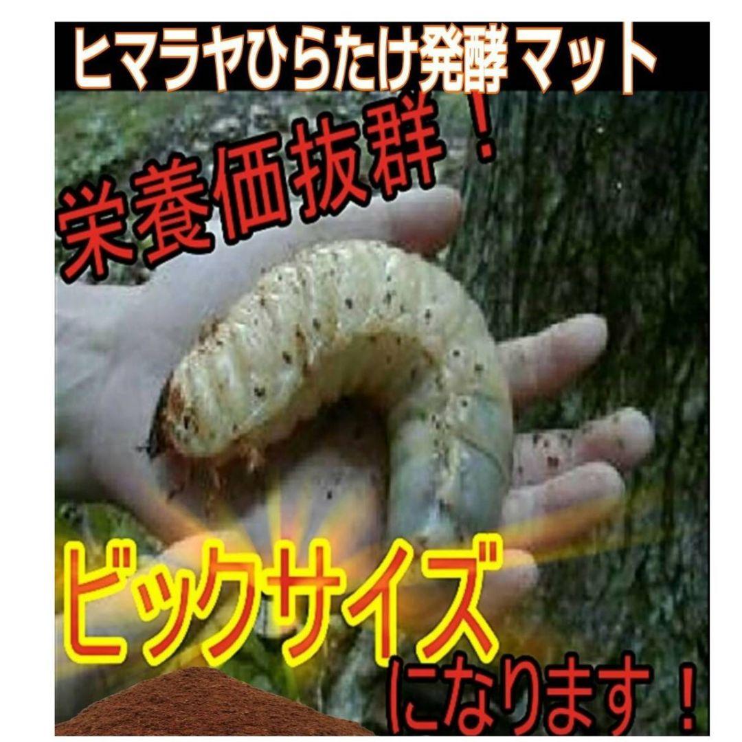 大量飼育に！良質　発酵カブトムシマット【500リットル】幼虫が丸々太る添加剤入り