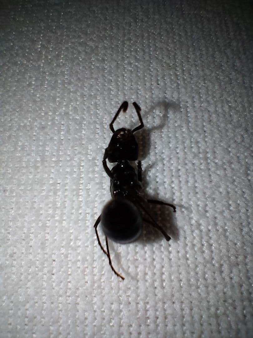 昆虫標本 未展脚標本 アフリカ産 タルサトゥスフトハリアリ 悪臭アリ 女王蟻