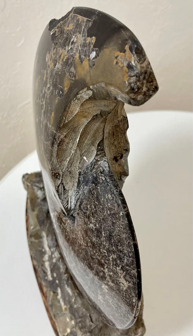 アンモナイト 化石 メキシコ産 大型 5.7kg 貴重 海外持出禁止◆入手困難