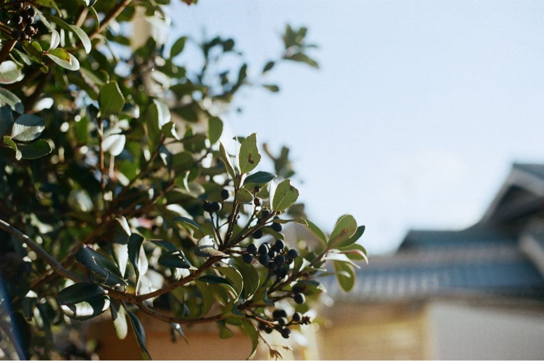 作例あり Nikon F アイレベル＋NIKKOREX F 動作確認済み 状態良