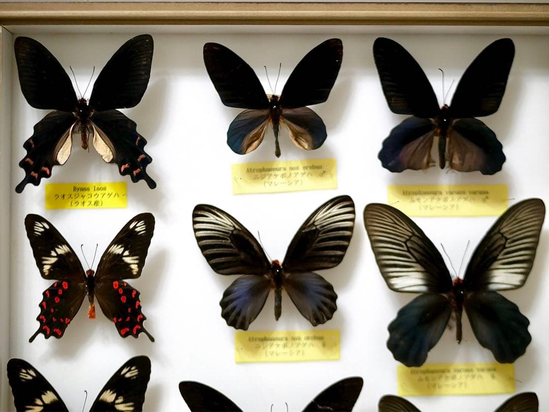 蝶標本 アケボノアゲハ・ジャコウアゲハ各種 産地別コレクション