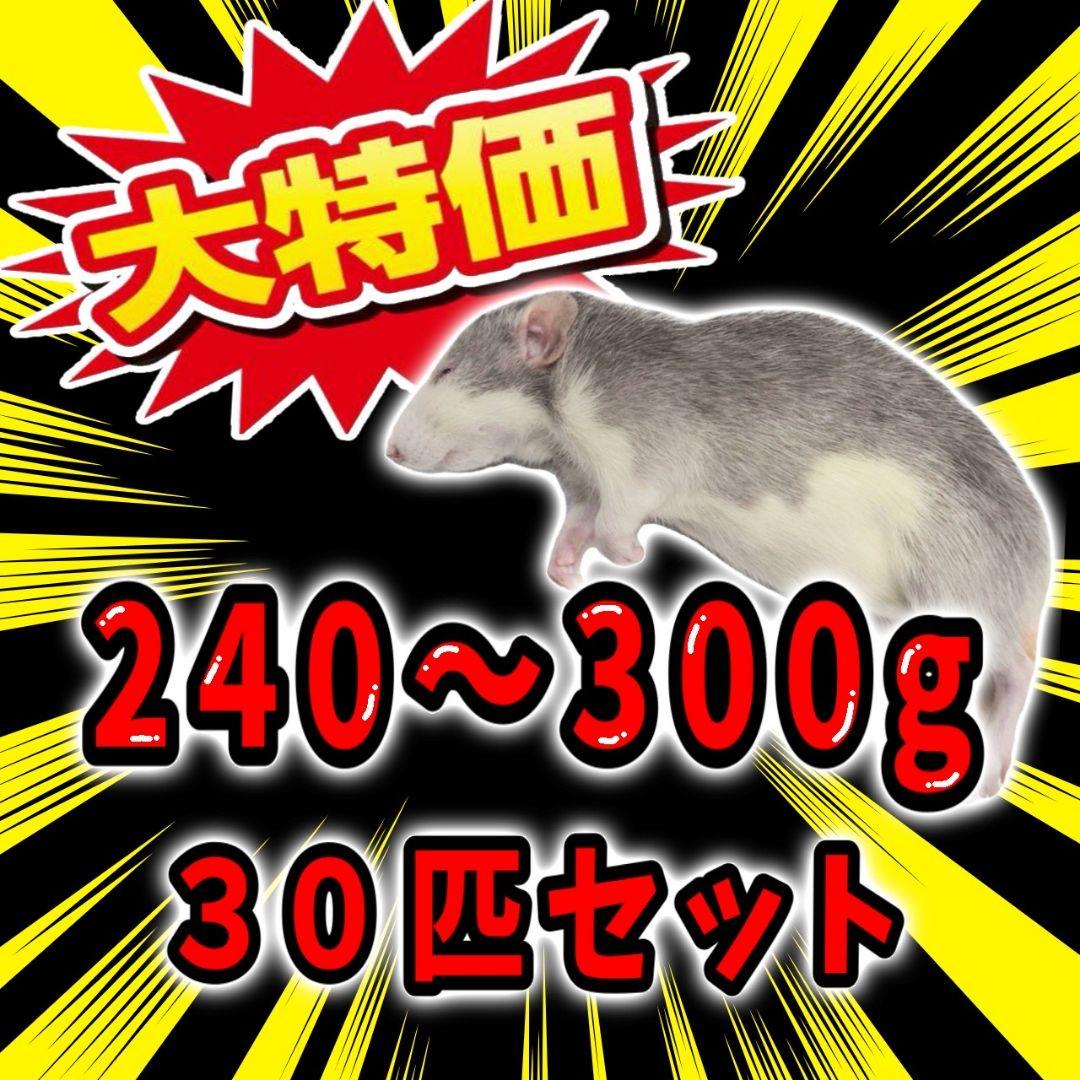 冷凍ラット 250~300g 30匹