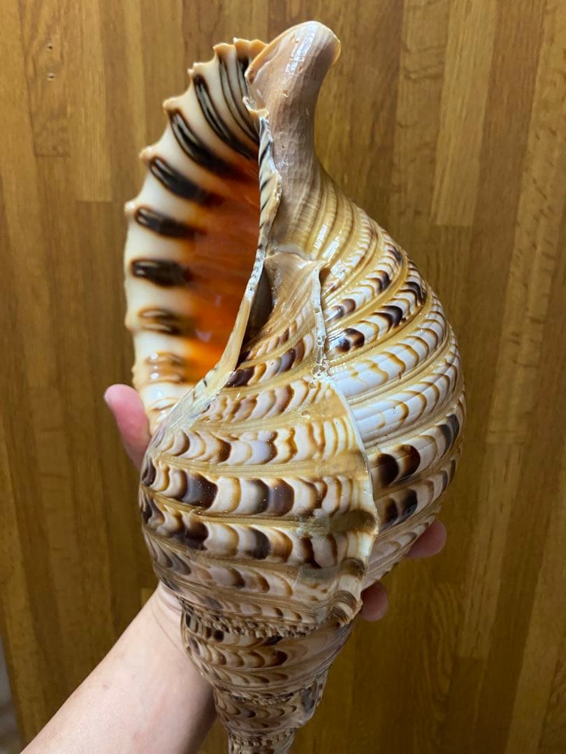 法螺貝　ホラ貝　36cm 650g