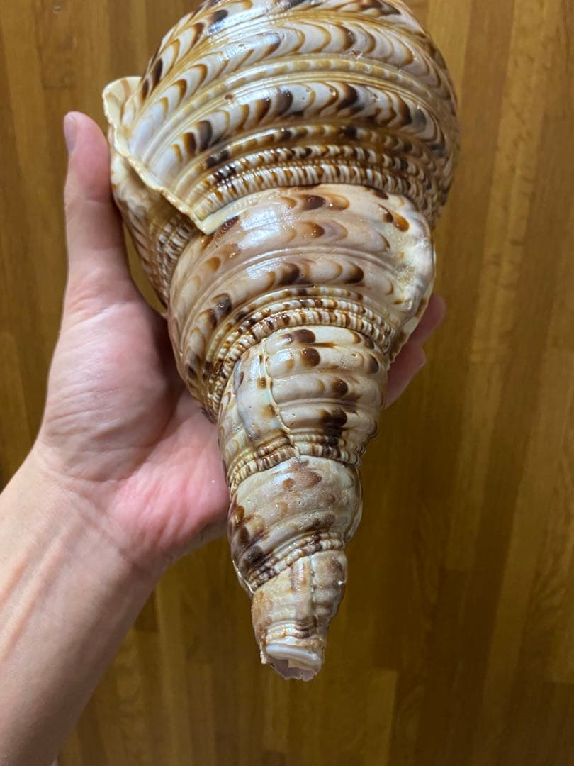 法螺貝　ホラ貝　36cm 650g