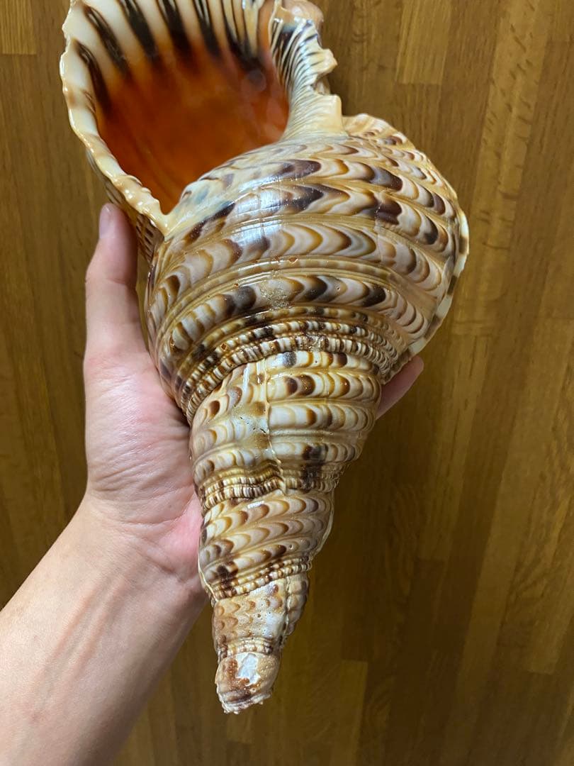 法螺貝　ホラ貝　36cm 650g