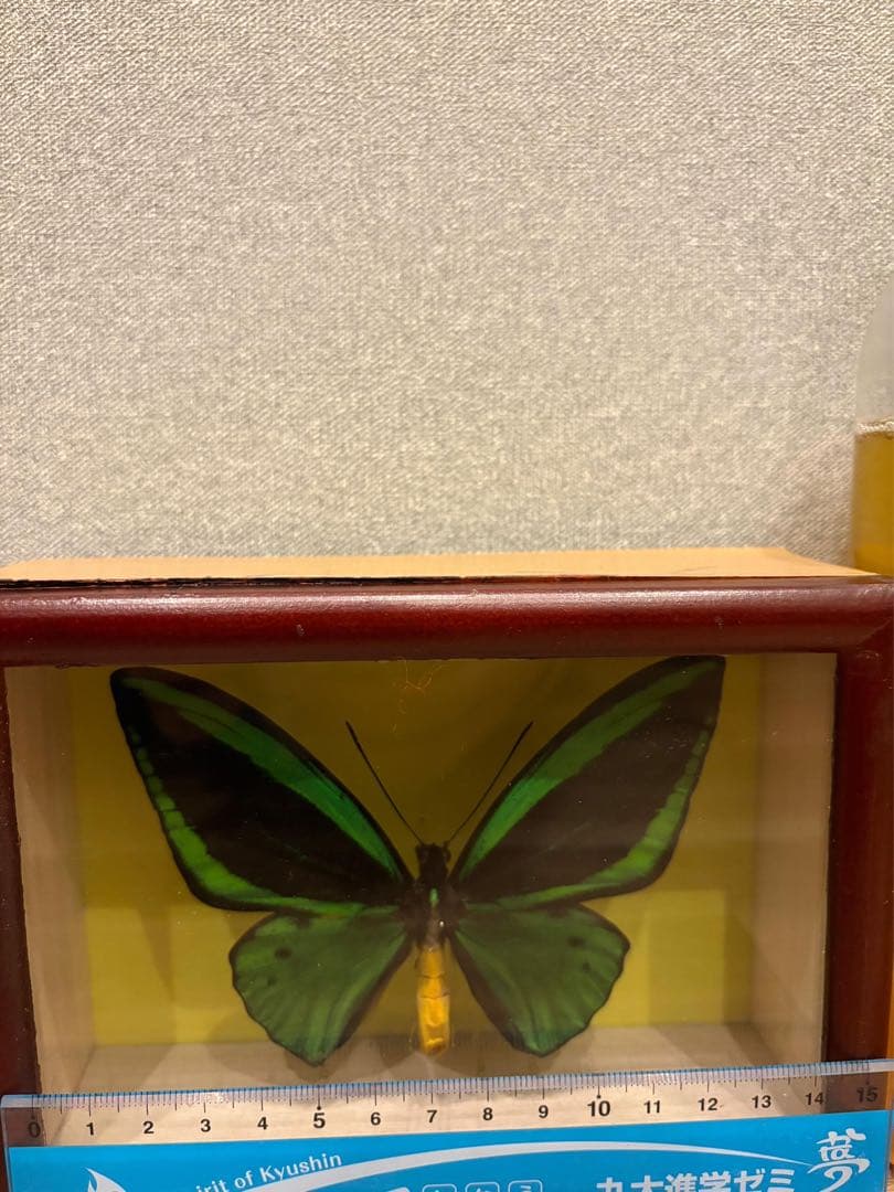 エメラルドアゲハ