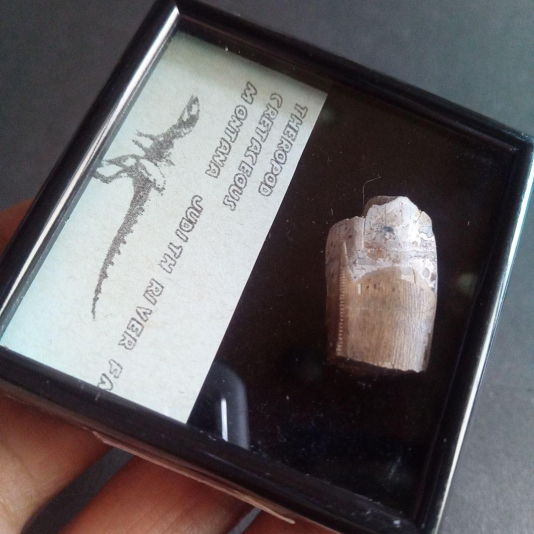 恐竜　化石　骨格　標本　アメリカ獣脚類　ティラノサウルス類　26mm