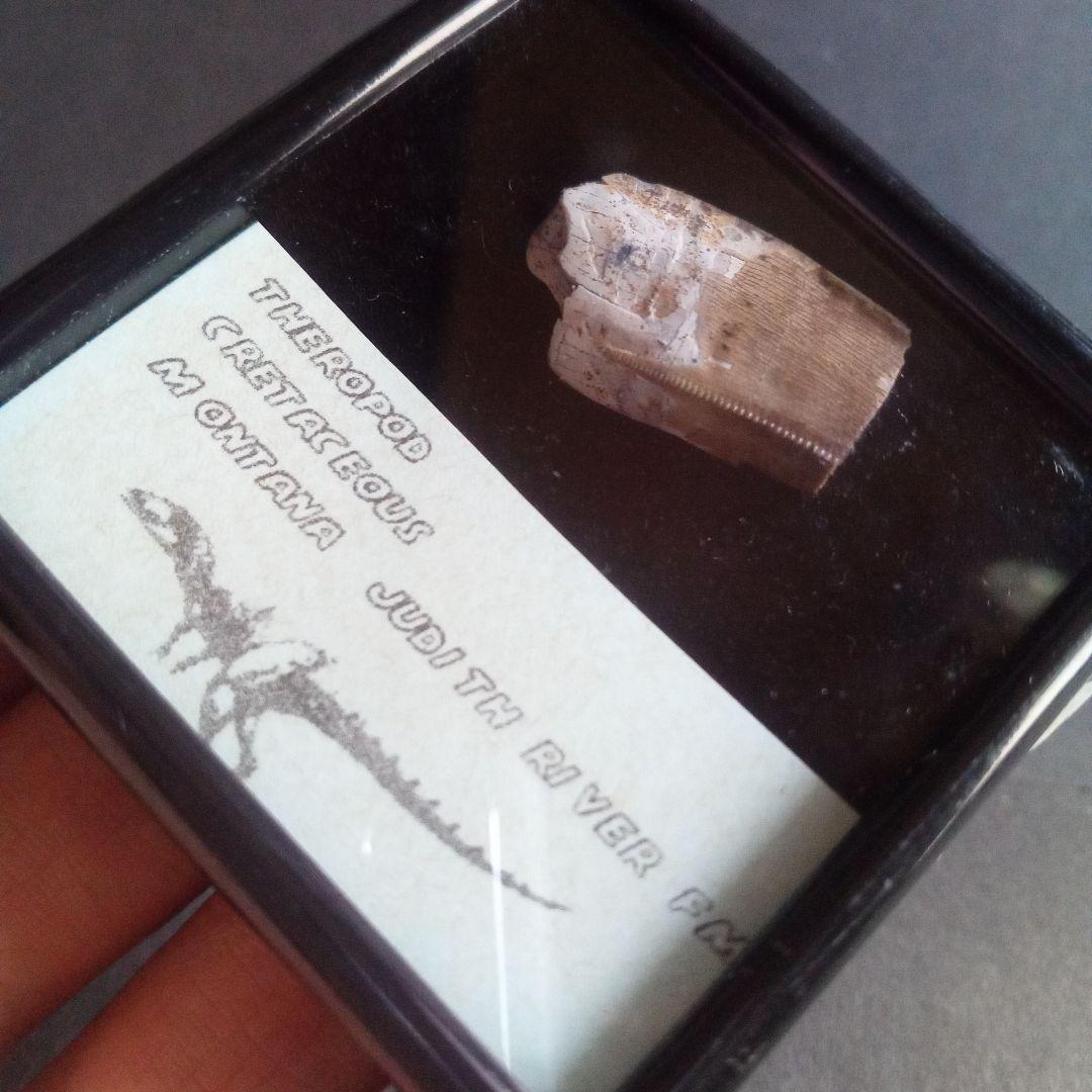 恐竜　化石　骨格　標本　アメリカ獣脚類　ティラノサウルス類　26mm