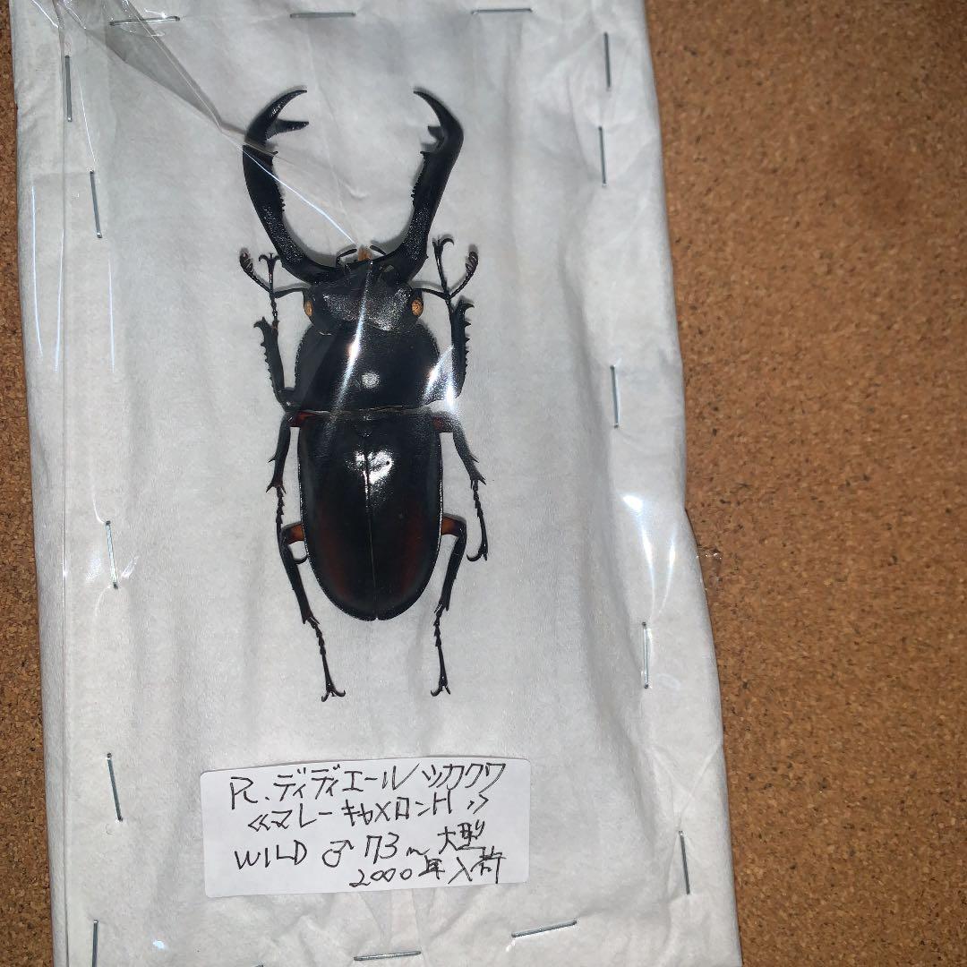 R.ディデエールシカクワガタ　野外品　雄73ミリ
