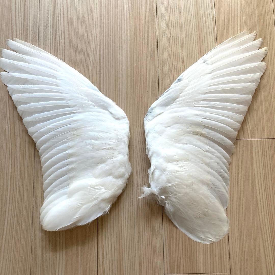 ダイサギの翼標本と尾標本