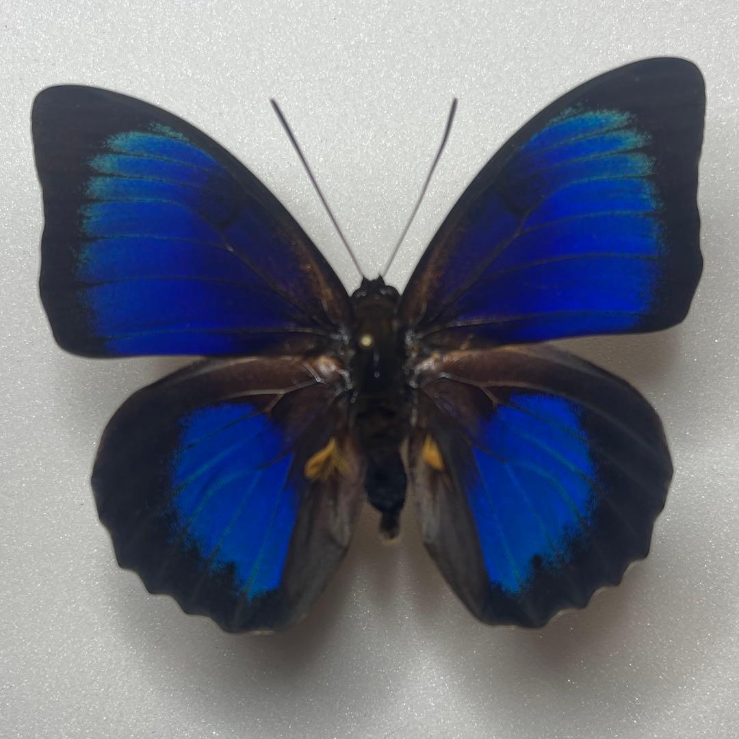 Agrias Prepona Hybridオス