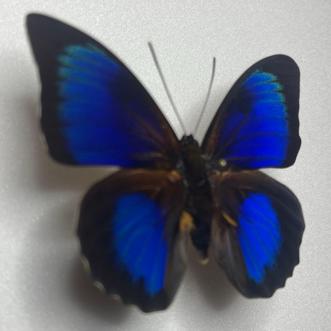 Agrias Prepona Hybridオス