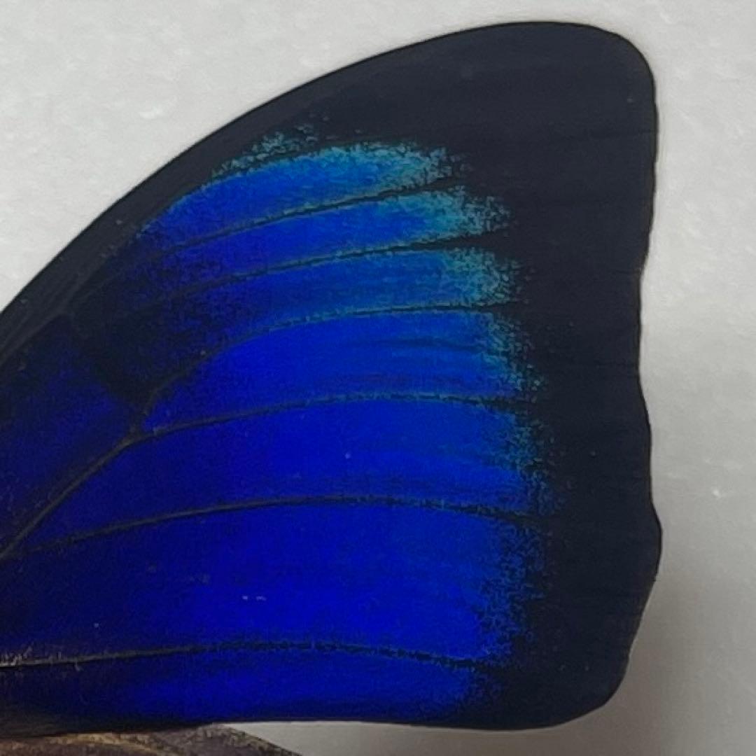 Agrias Prepona Hybridオス