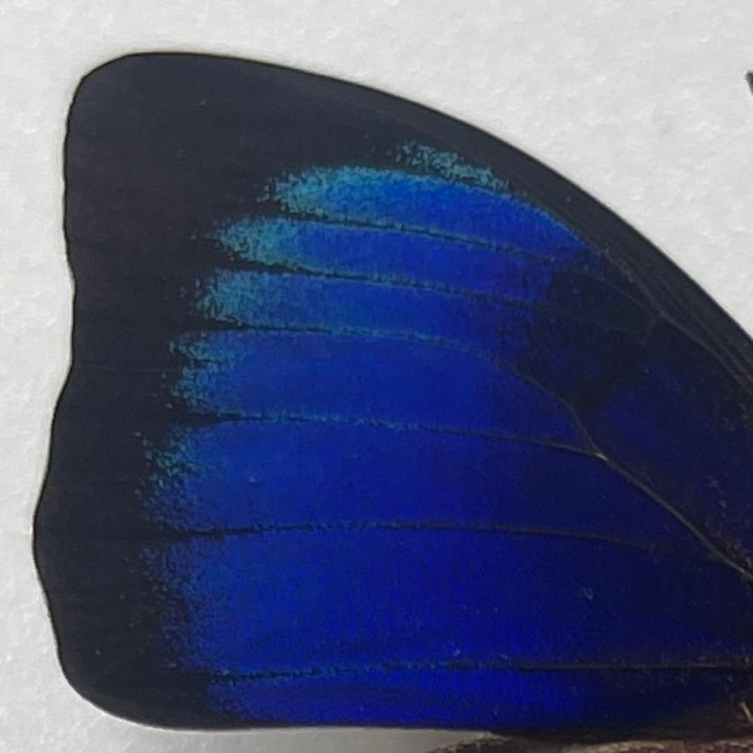 Agrias Prepona Hybridオス