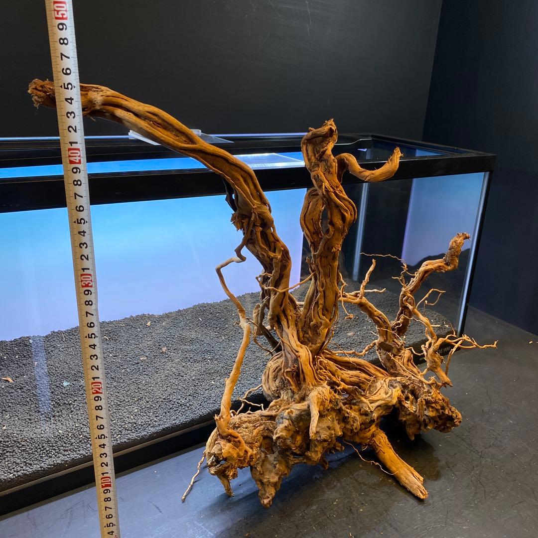 MTW-6356 蔦流木1点物　90cm水槽用流木　アクアリウム