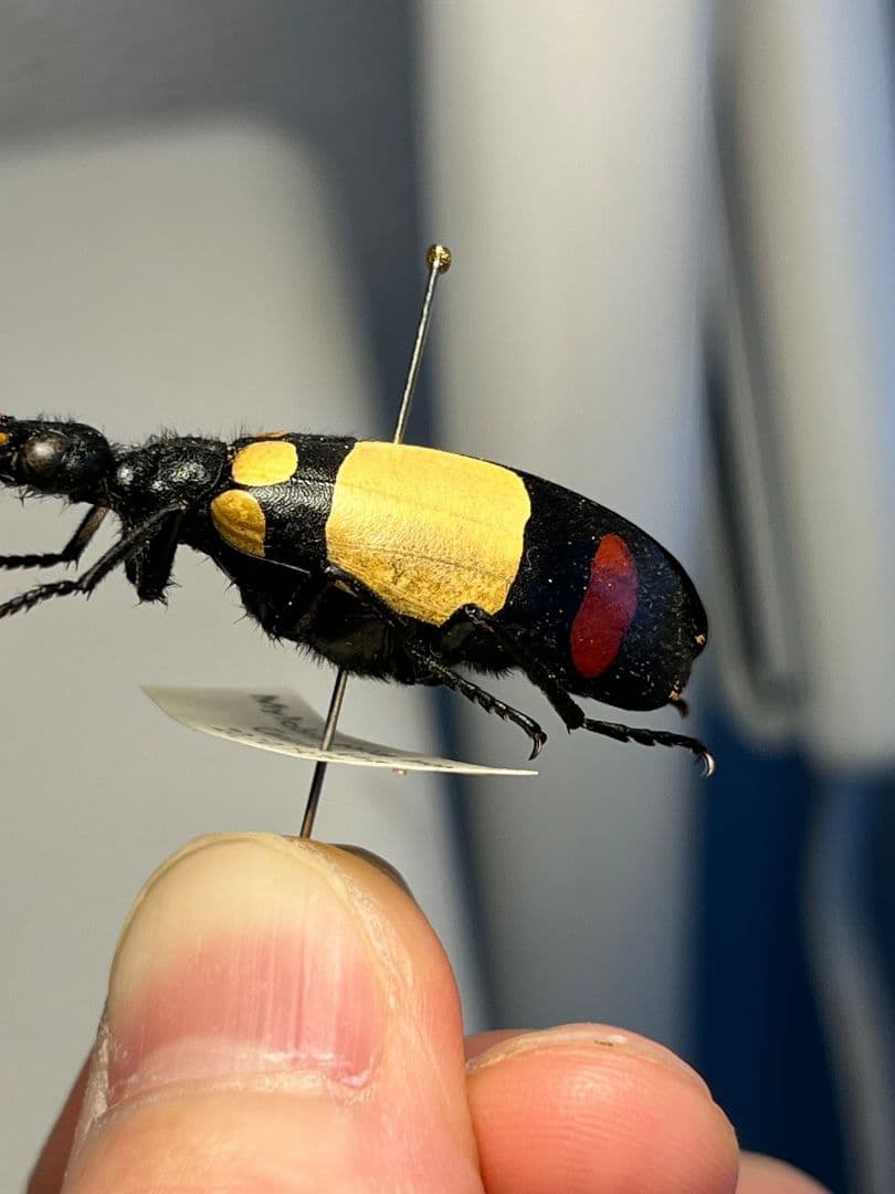 【36mm】ツチハンミョウ 中央アフリカ産 オサムシマイマイカブリ 昆虫標本