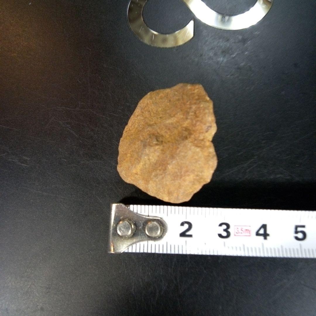 三葉虫　化石　fossil　ボリビア産　trilobite　南アメリカ化石郡③