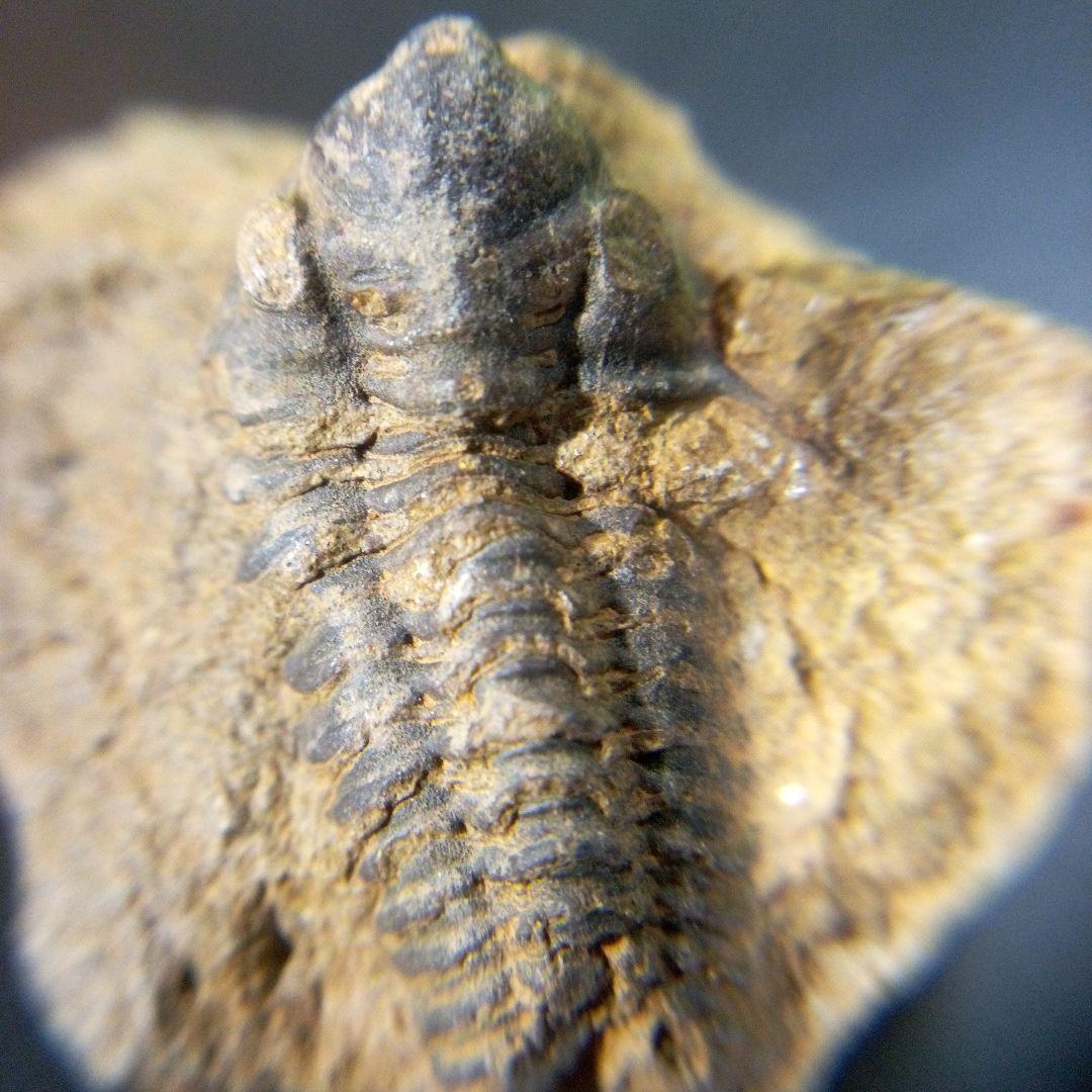 三葉虫　化石　fossil　ボリビア産　trilobite　南アメリカ化石郡③