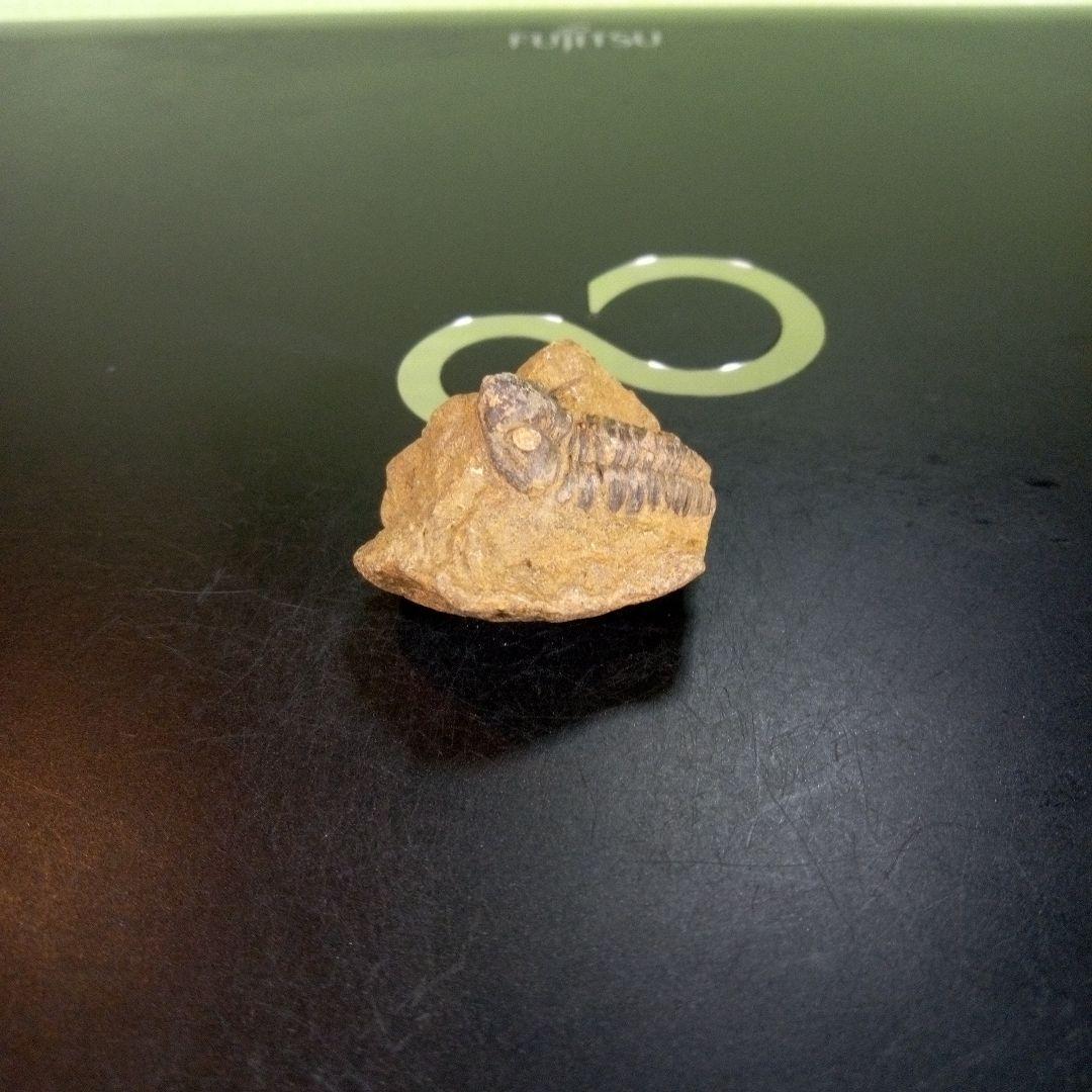 三葉虫　化石　fossil　ボリビア産　trilobite　南アメリカ化石郡③