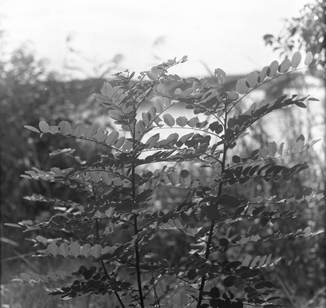 【作例あり】動作品　Minolta Autocord　二眼レフ