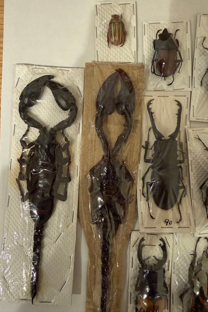 標本　カブトムシ　サソリ　オーべチュール　　糞虫など