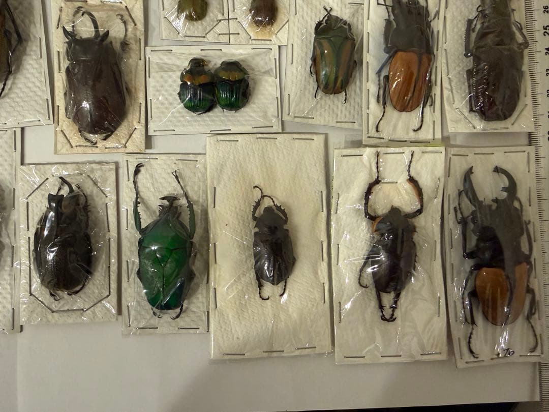 標本　カブトムシ　サソリ　オーべチュール　　糞虫など