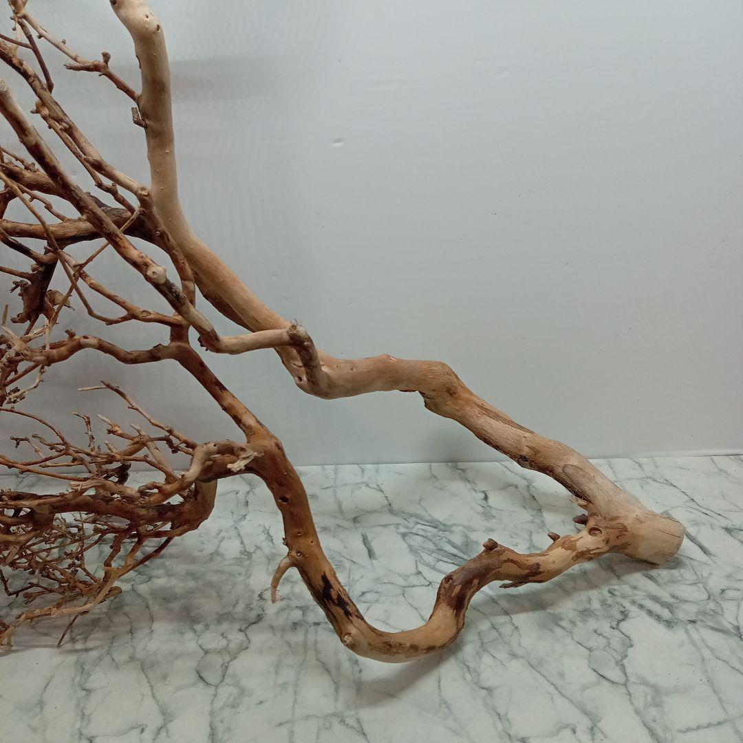 アク抜き済み流木【330】