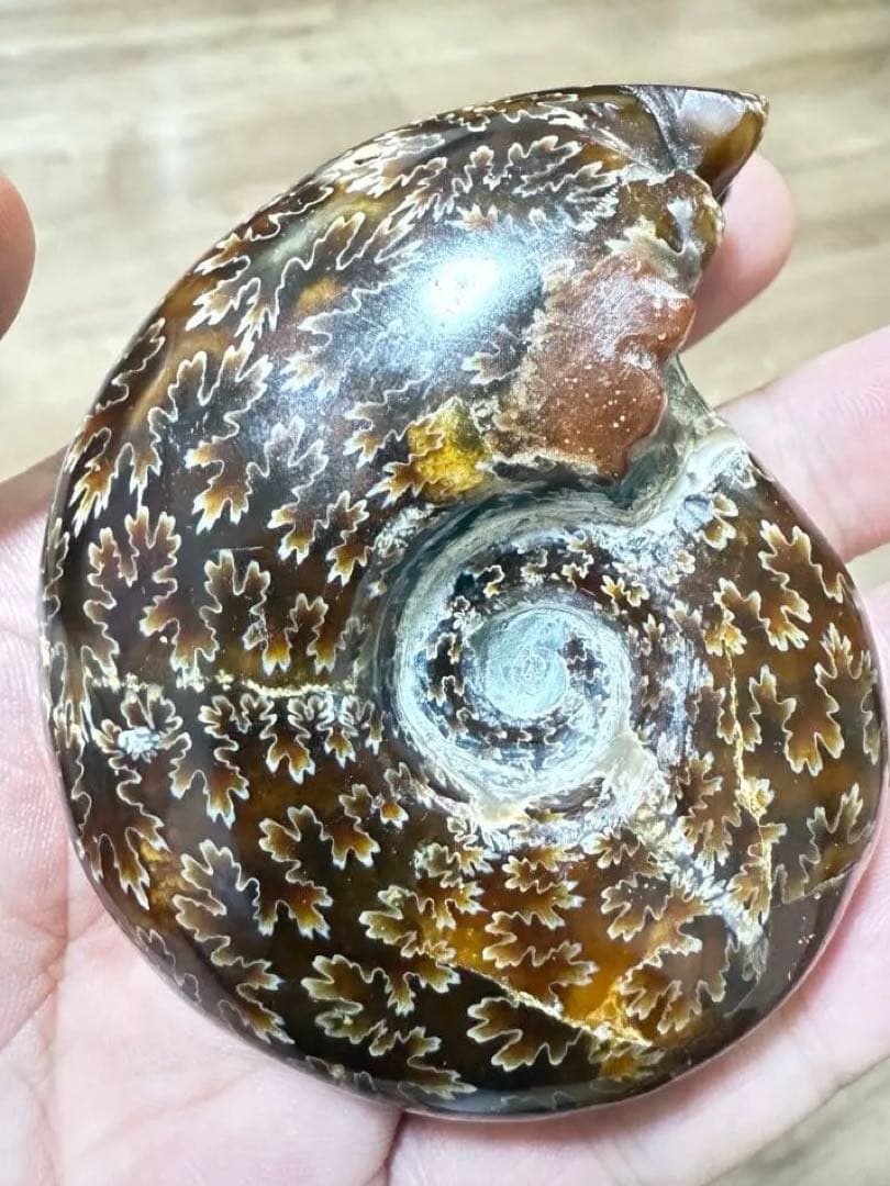 極美品マダガスカルのアンモナイト化石　2点セット　本物保証　希少な共生 送料無料