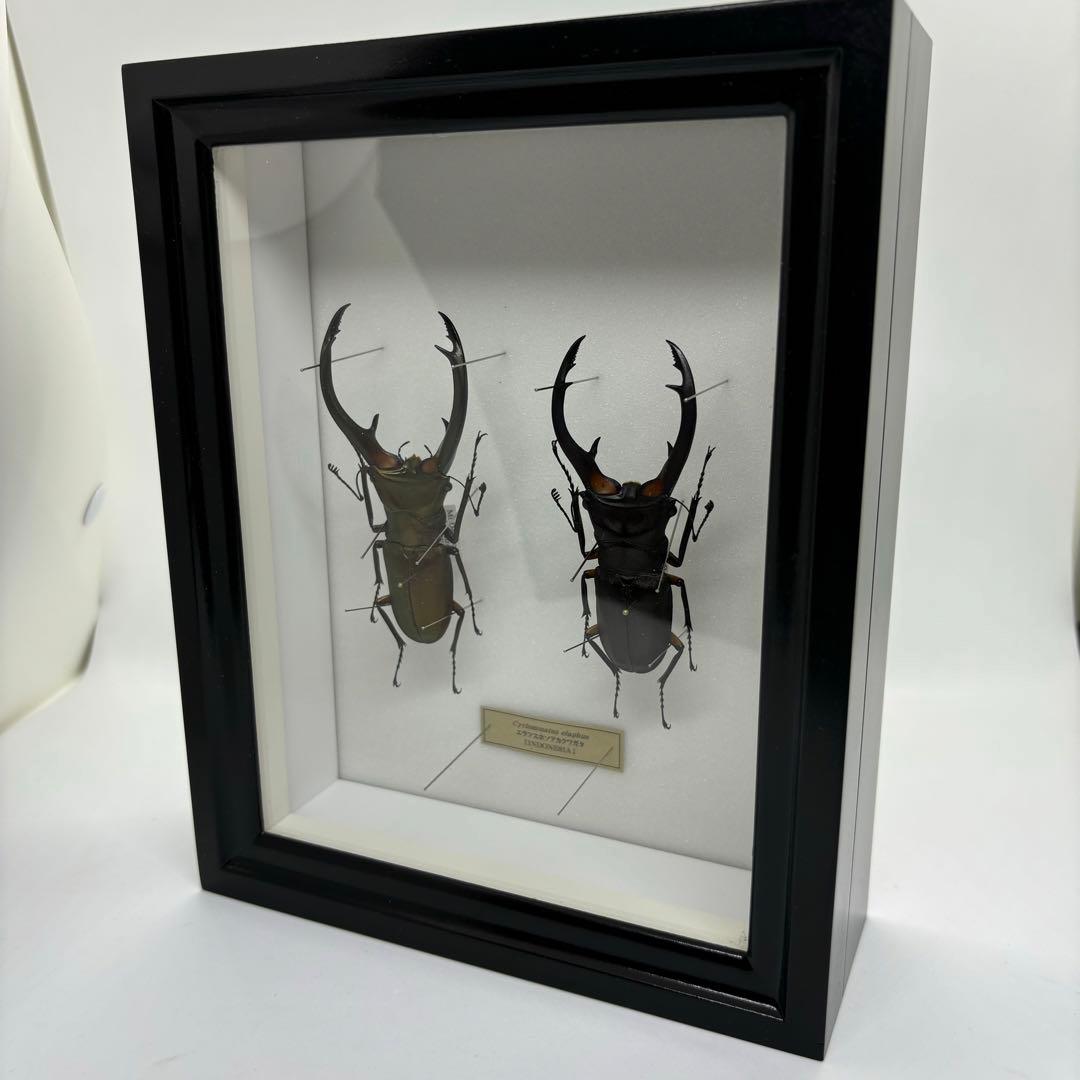 標本 エラフスホソタカクワガタ ドイツ箱