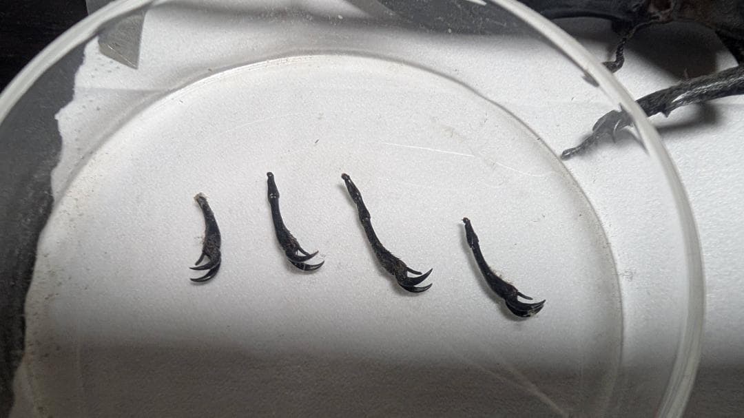 D.h. ヘラクレス　標本 max 180㎜