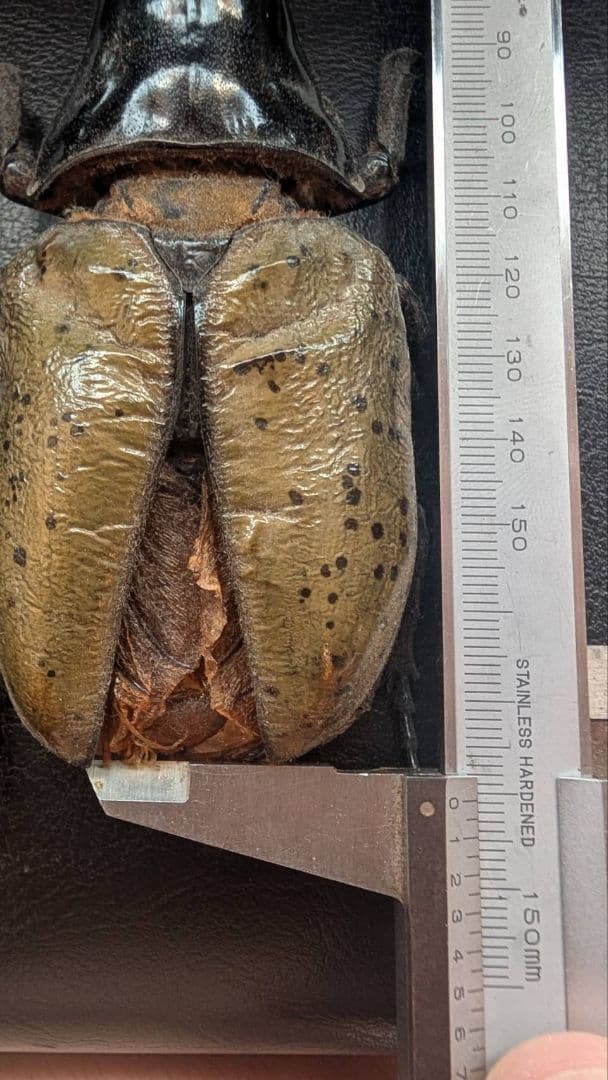 D.h. ヘラクレス　標本 max 180㎜