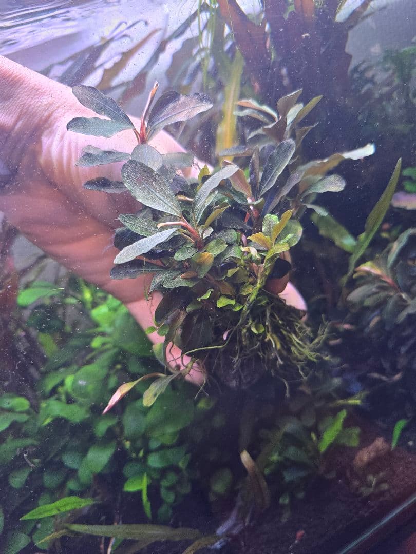 ブセファランドラ ティア活着株