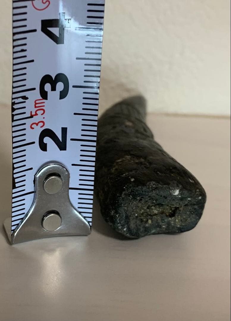 スコミムス　ニジェール産　歯　化石　恐竜