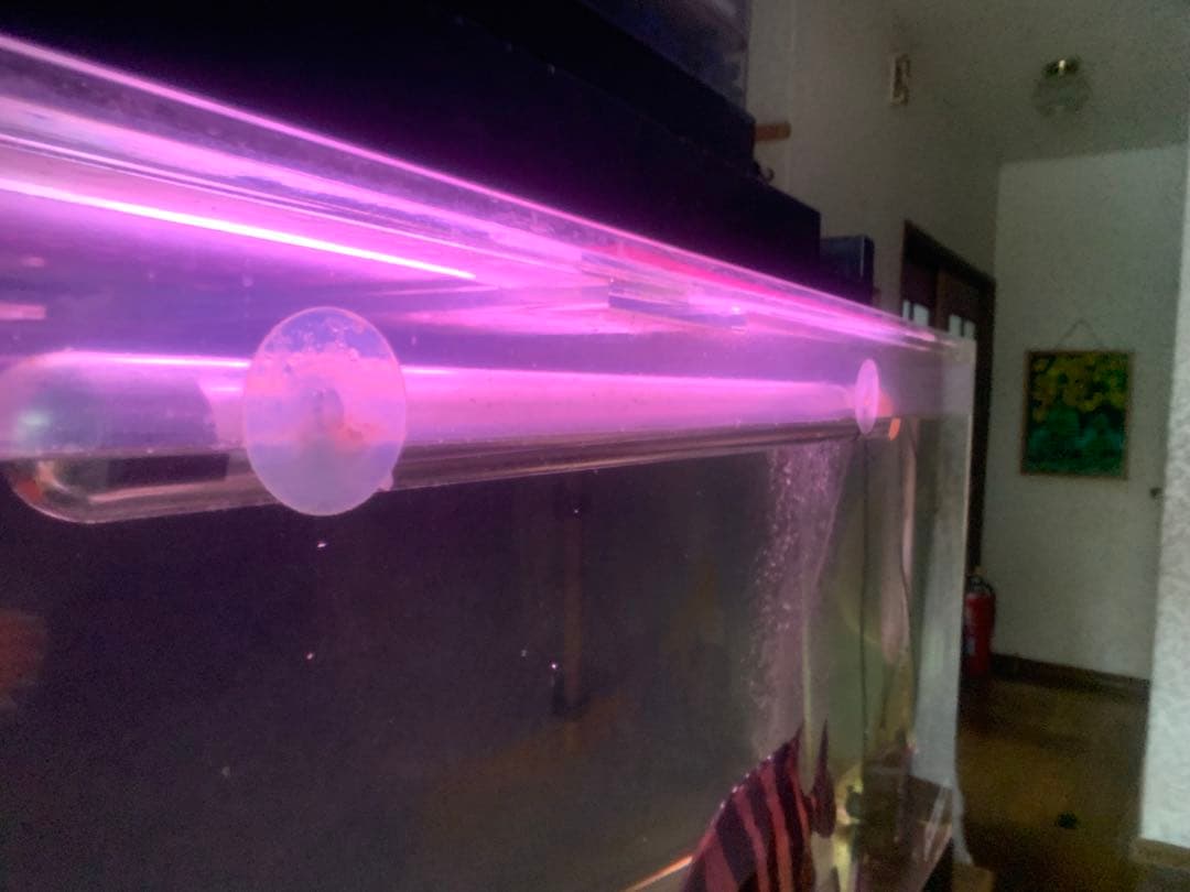 アロワナ　テンニング　水中蛍光灯