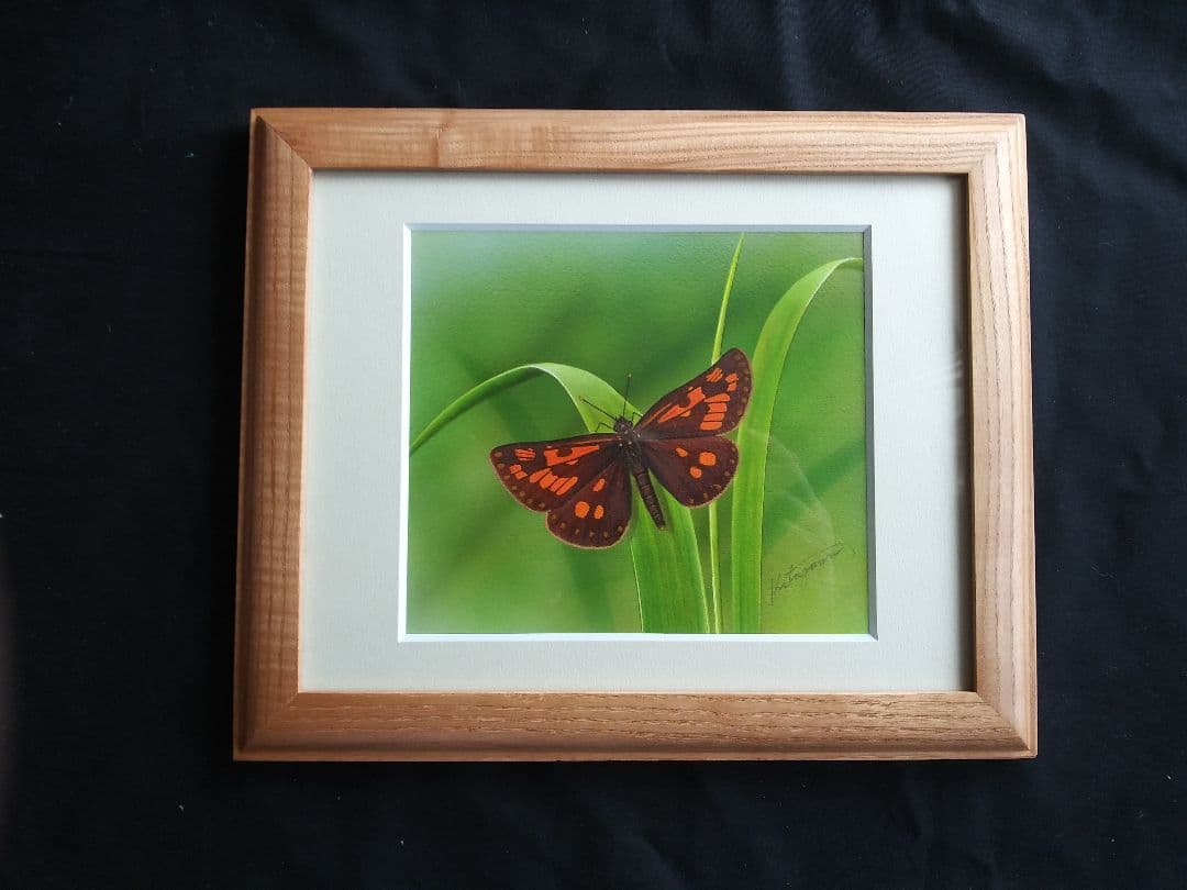 タカネキマダラセセリ