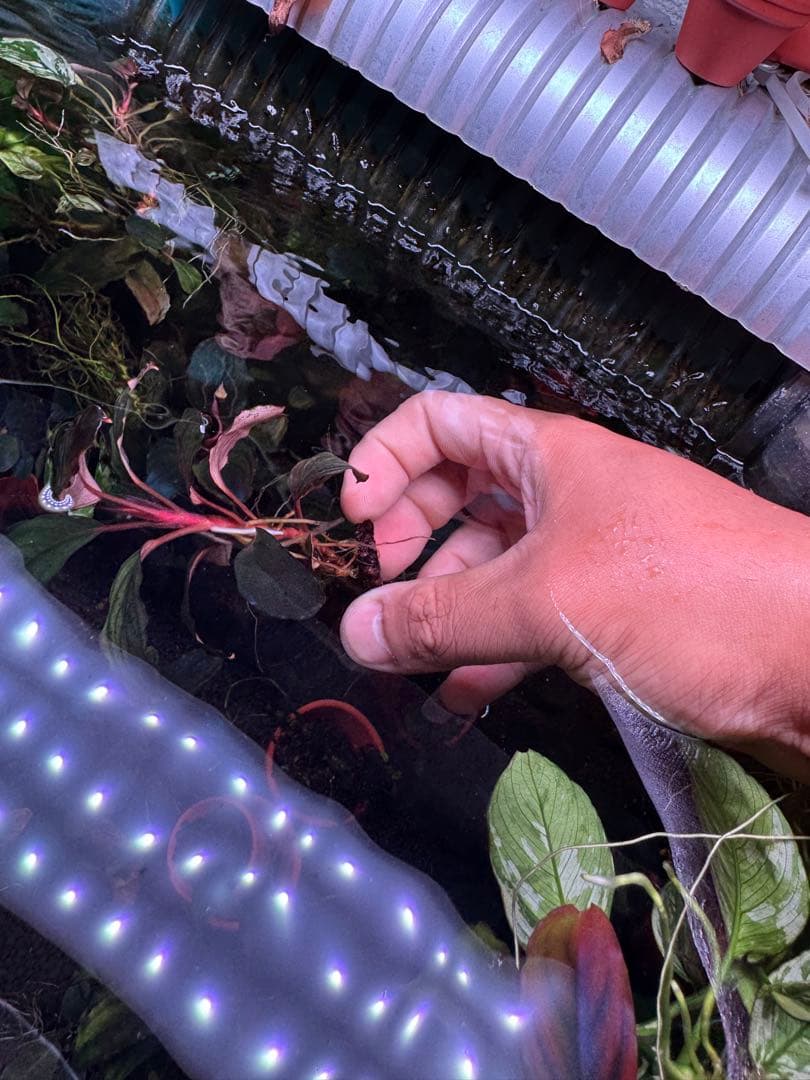 ブセファランドラsp. ファンタスティックパープル　完全水中葉　大株 子株付き