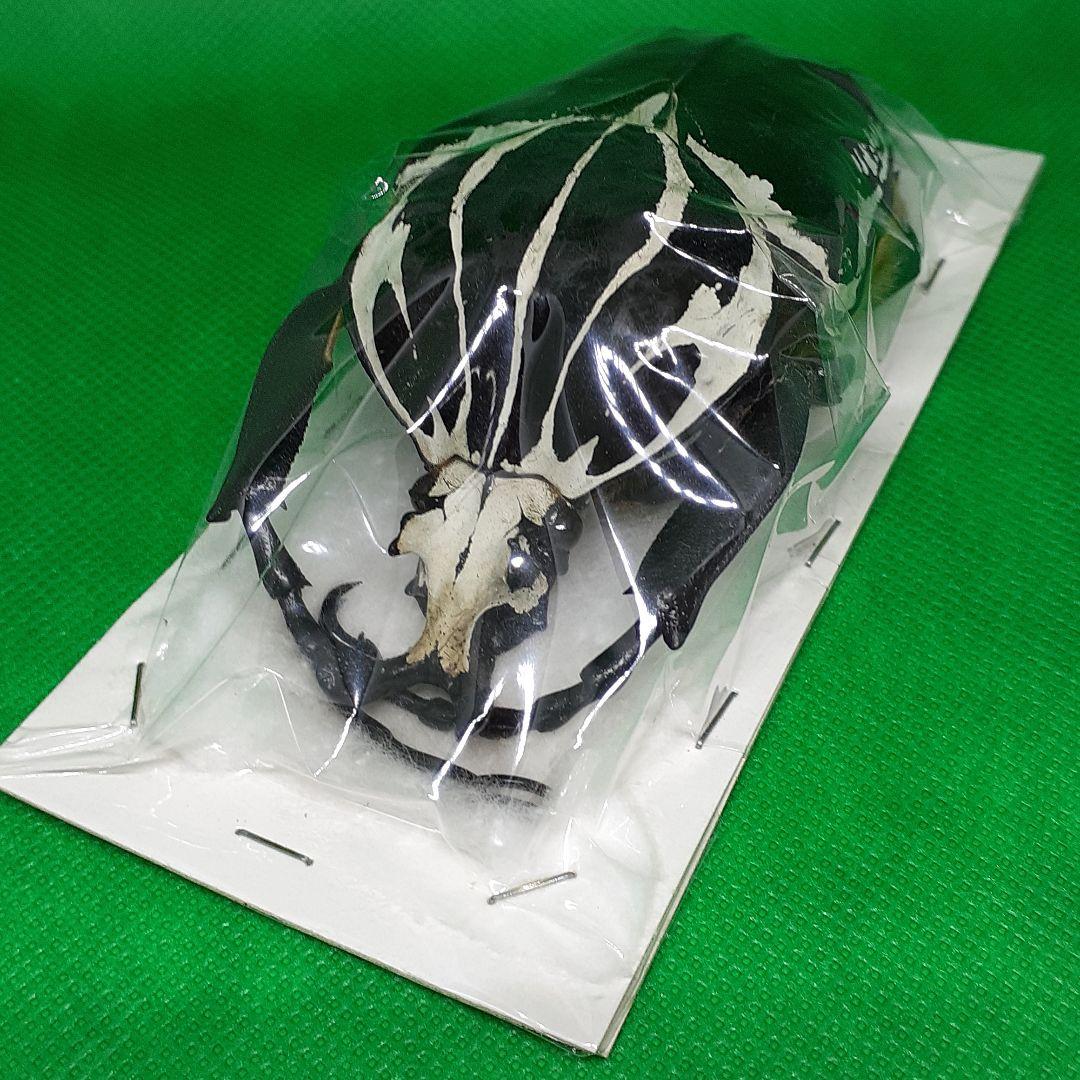 標本 Goliathus goliatus apicalis 100mm CONGO