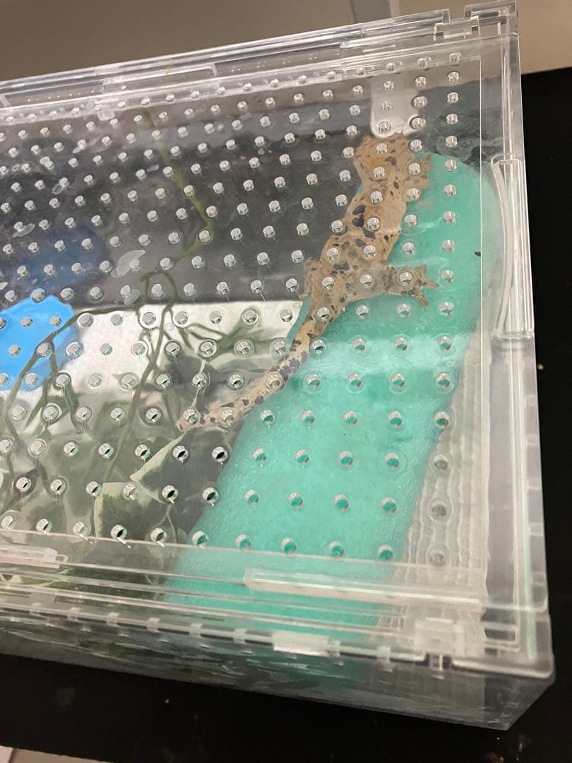 【新品未使用】爬虫類ケージ　ゲージ　アクリル　マグネット　スライド式 6box