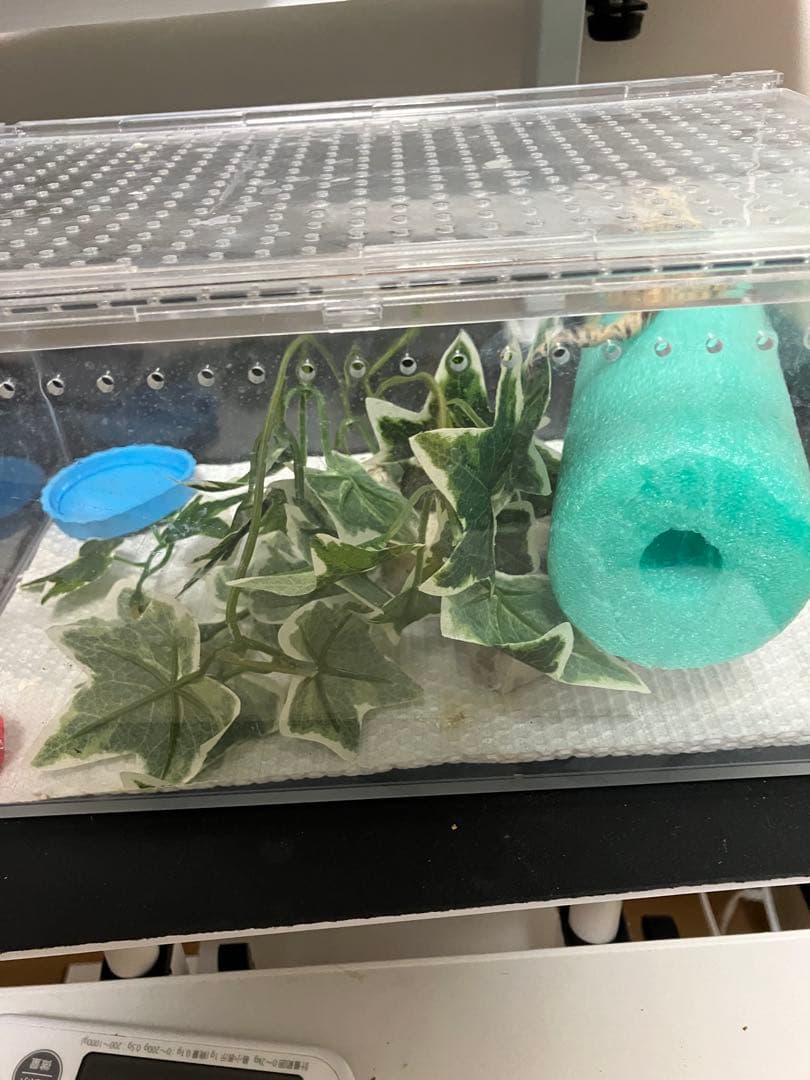 【新品未使用】爬虫類ケージ　ゲージ　アクリル　マグネット　スライド式 6box