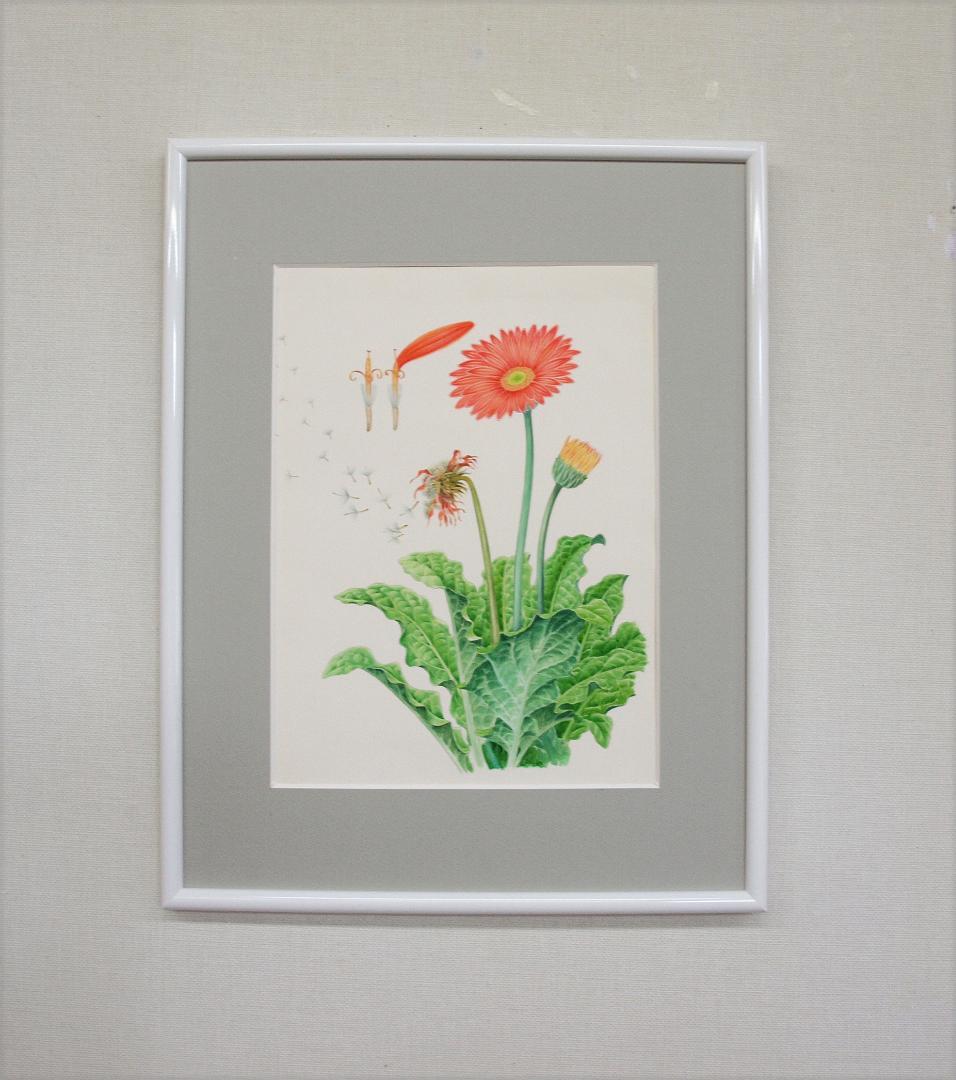【絵画】ボタニカルアート　「ガーベラ」原画