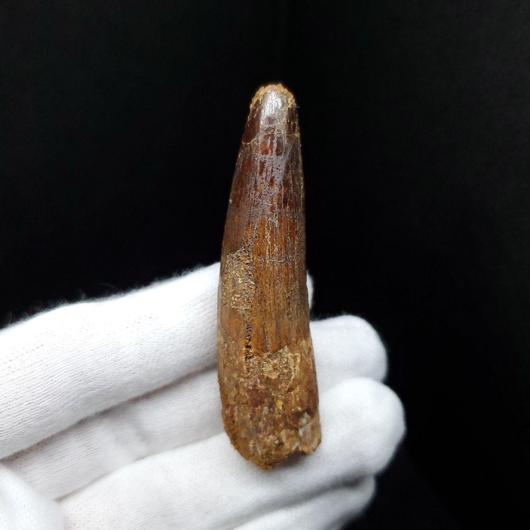 スピノサウルス 本物 モロッコ産 59.65mm  sp448