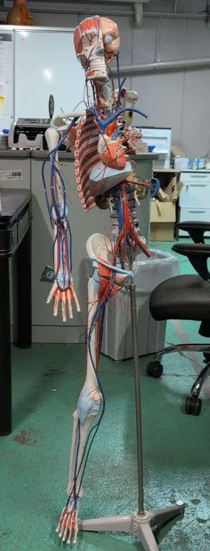 京都科学 骨格付き血液循環系模型