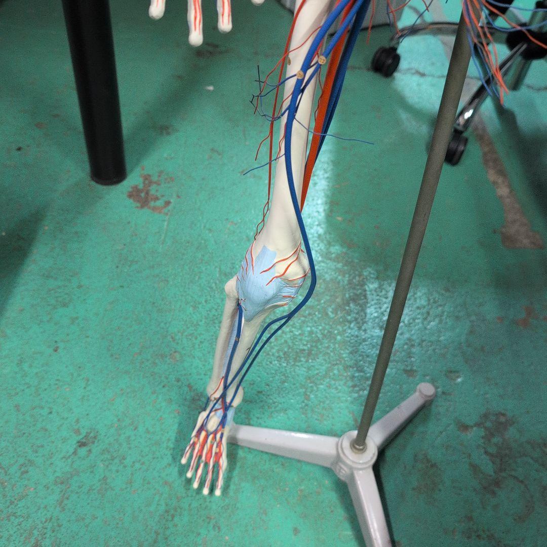 京都科学 骨格付き血液循環系模型