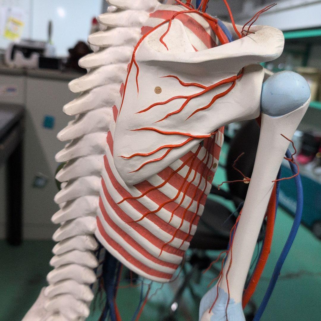 京都科学 骨格付き血液循環系模型