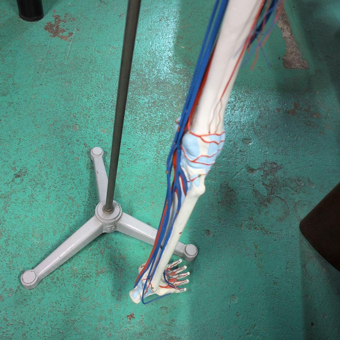 京都科学 骨格付き血液循環系模型