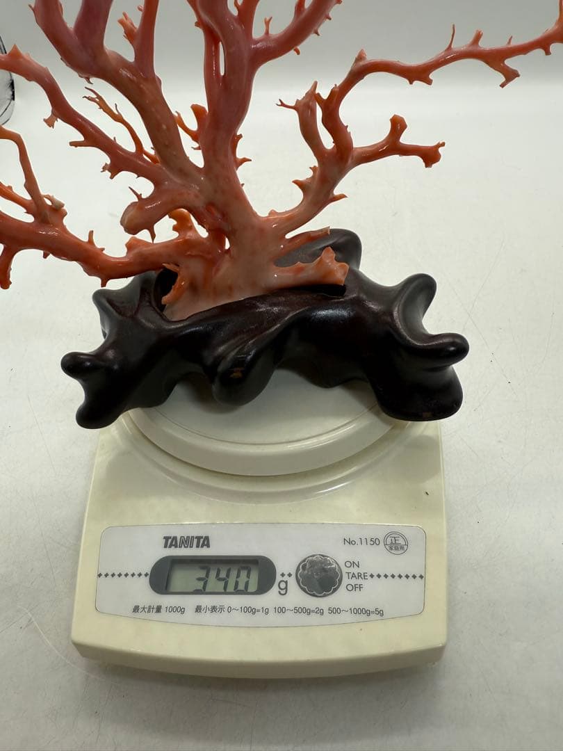 發財樹　縁起物　本珊瑚　重さ約340g 送料込み250814