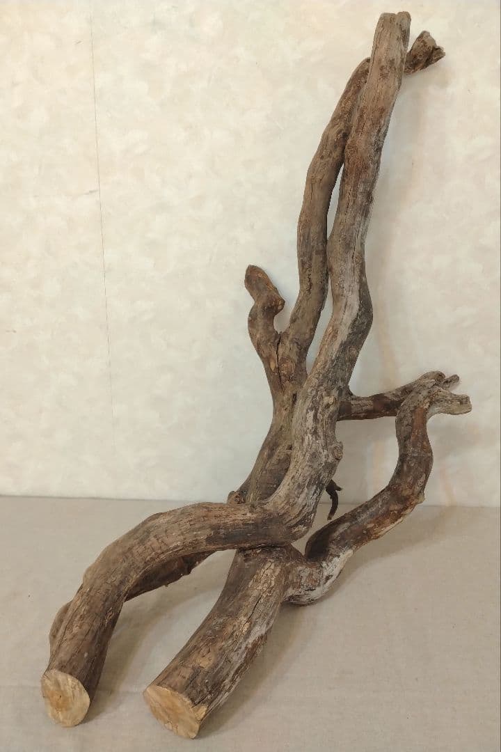 【超希少】アクアリウム・DIY向け 超特大塊根ブランチウッド流木 約80cm